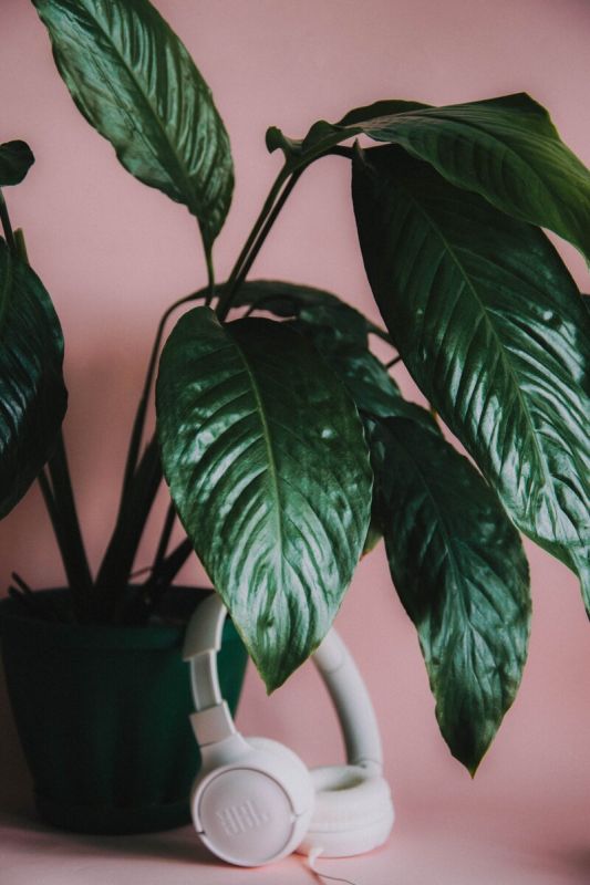 Как музыка вдохновляет растения: неожиданные результаты эксперимента