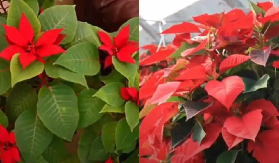 Засияйте на Рождество: секреты ухода за пуансеттией для долговечного цветения