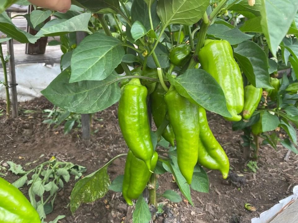 Как добиться рекордного урожая помидоров и перцев с помощью натуральных подкормок