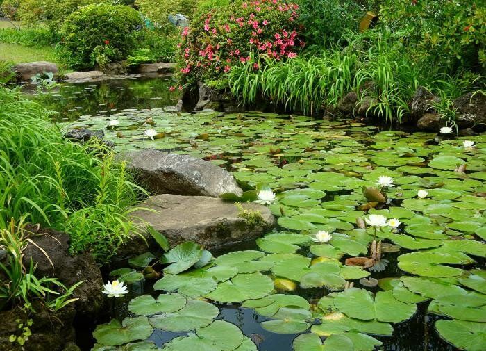 Идеальные условия для рыб: как заботиться о дачном пруду