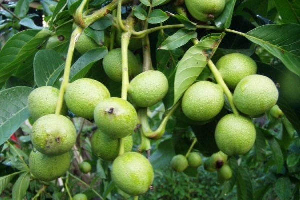 Грецкий орех Карлик: компактное решение для небольшого сада