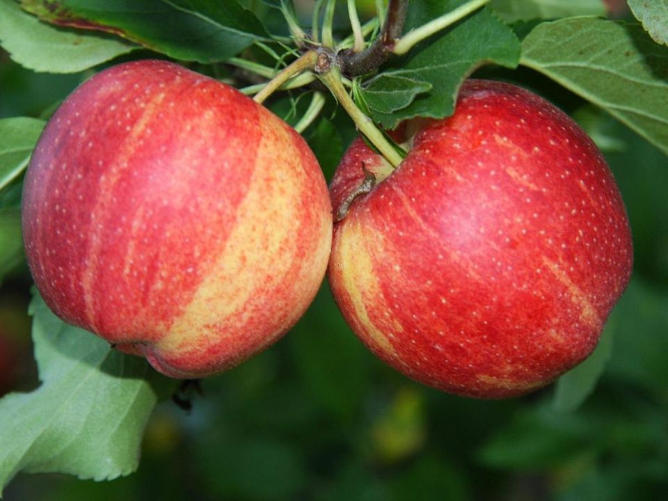 Советы по зимней подготовке яблонь