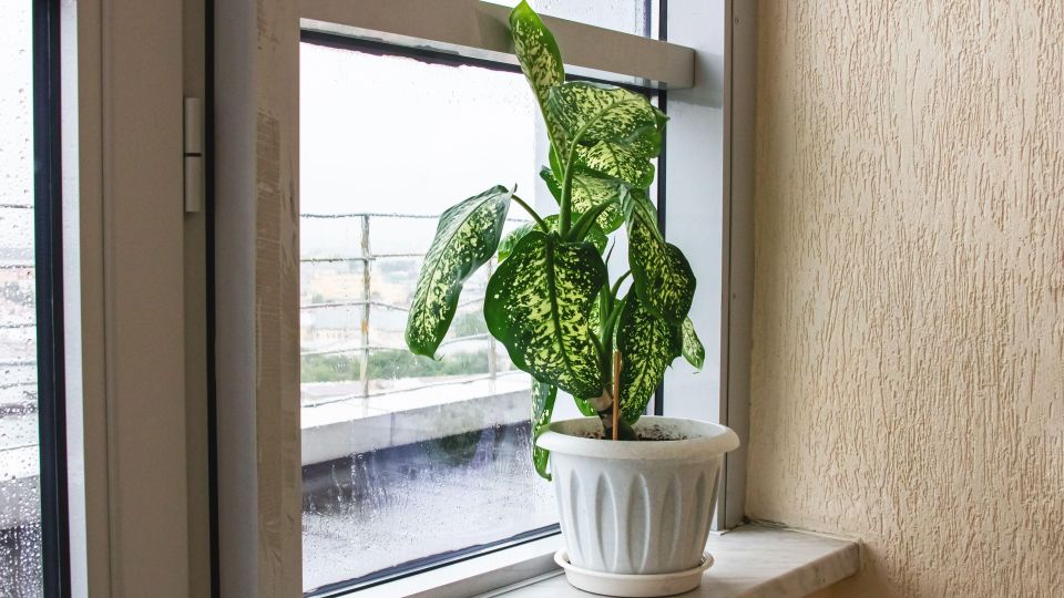 Диффенбахия не стерпит эти ошибки: как понять, что вы убиваете цветок