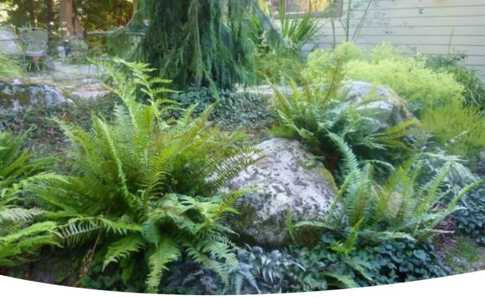 Папоротники в саду: как выбрать и ухаживать за зелеными друзьями
