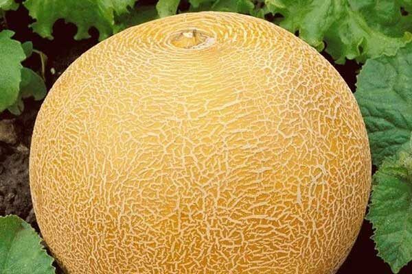 Евдокия: дыня, которая станет звездой вашего огорода в 2025 году
