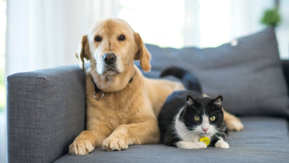 Когда домашние животные становятся бизнес-ресурсом