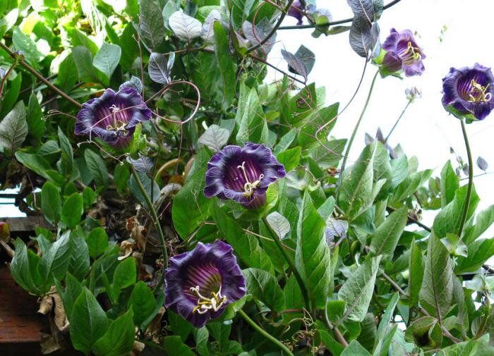 Кобея: яркий акцент для вашего сада