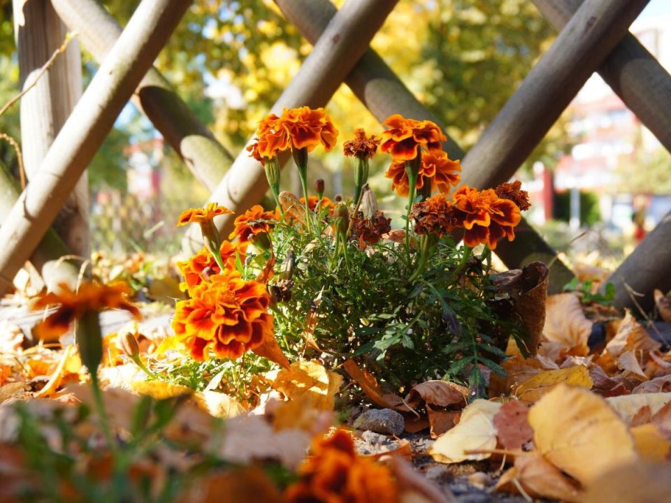 Цветы для зимней посадки: создайте весенний сад уже осенью