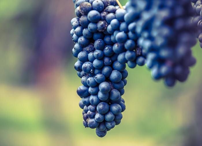 Как защитить виноград: советы по подготовке к зиме