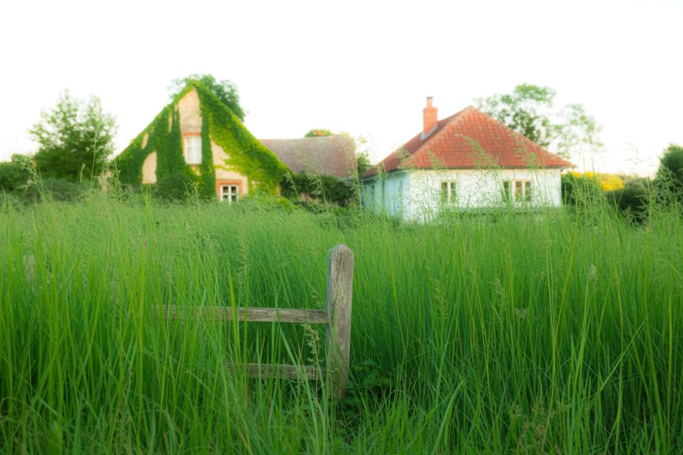 Сидераты: спасители вашего огорода от проблем с почвой