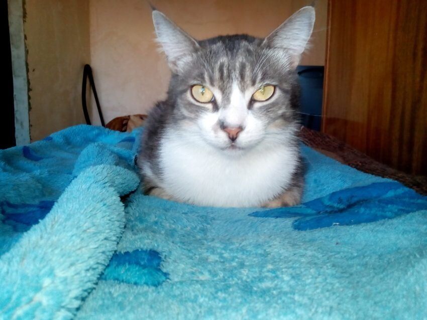 Воспоминания о смелом коте: история Милко, который покорил сердца