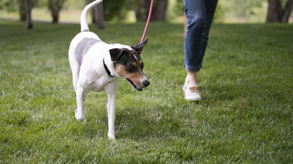 Как собачники могут испортить атмосферу во дворе: советы по улучшению соседских отношений