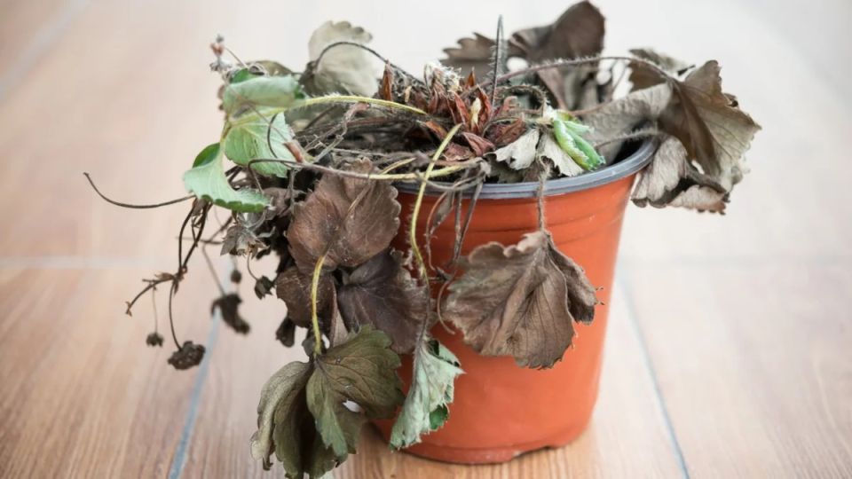 Спасение зелёного друга: как вернуть к жизни запущенные растения