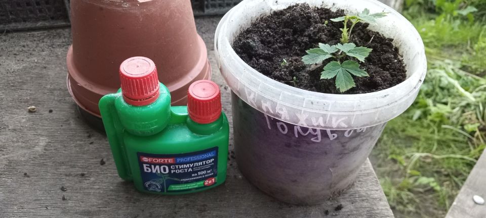 Успешное размножение клематисов и княжиков: секреты от опытных садоводов