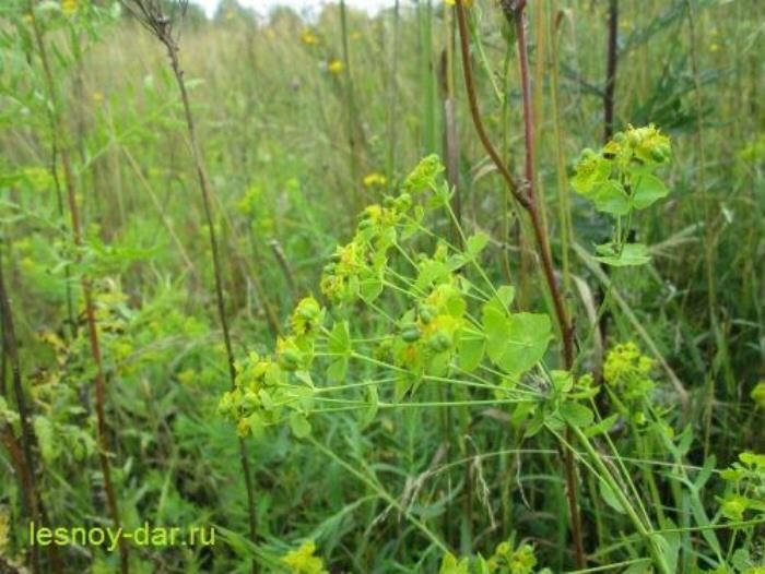 Восхитительные тайны молочая лозного