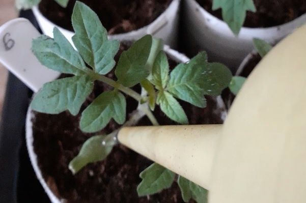 Когда сажать томаты в 2025 году: секреты успешного урожая