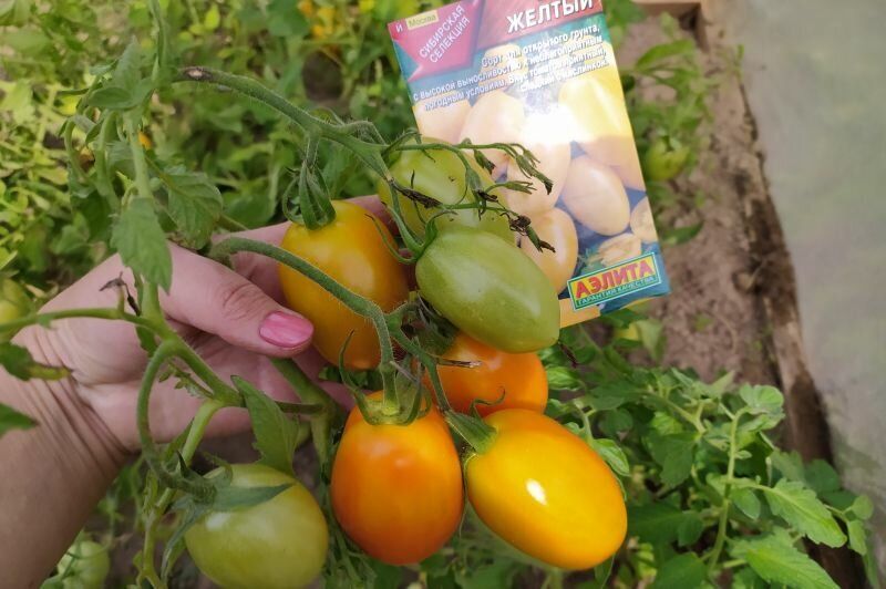 Как выбрать урожайные томаты для открытого грунта: советы и проверенные сорта