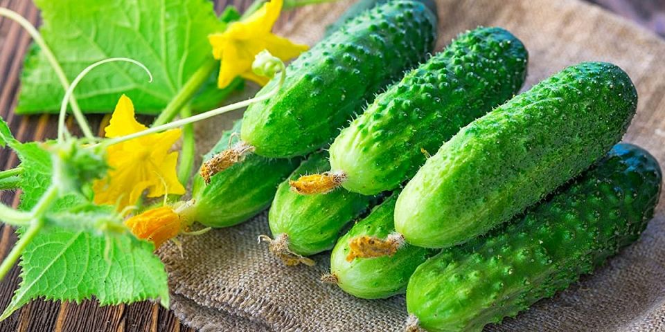 Огурец Реванш: секреты идеального урожая и советы по уходу