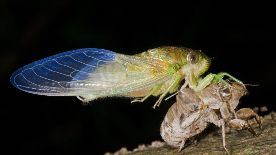 Как спастись от цикад: советы для защиты картофельного урожая