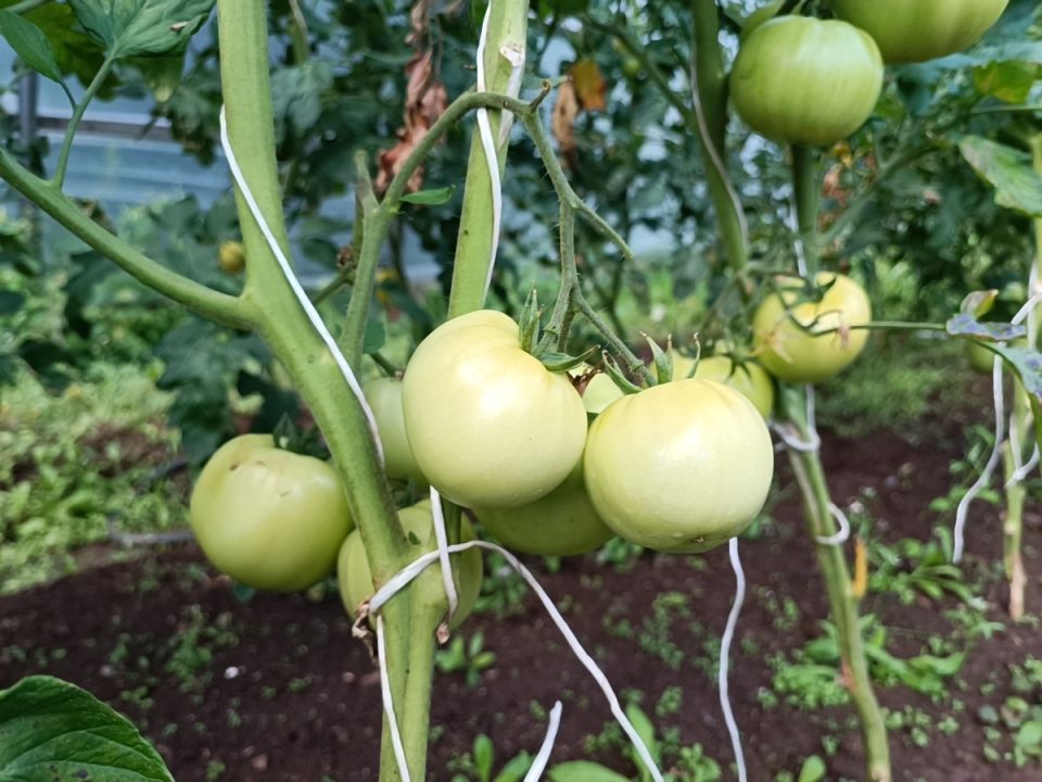 Как распознать и бороться с опасной стеблевой гнилью томатов