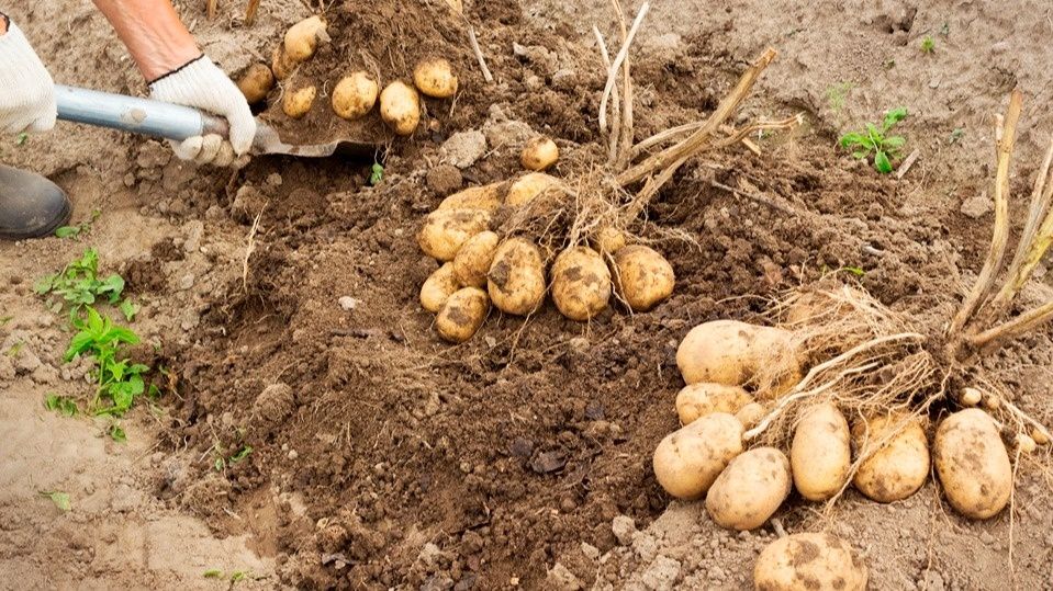 Как вырастить картошку-гиганта даже в условиях засухи