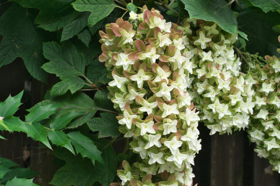 Три редкие гортензии, которые преобразят ваш сад