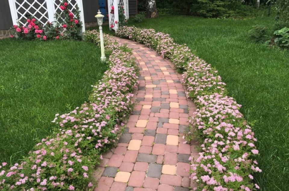 Зеленый оазис на вашем участке: лучшие многолетники для живых бордюров