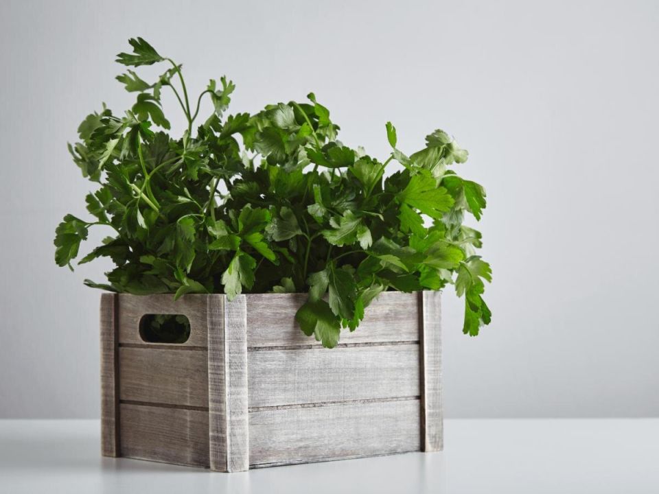 Как вырастить свежую петрушку на подоконнике зимой: секреты и советы
