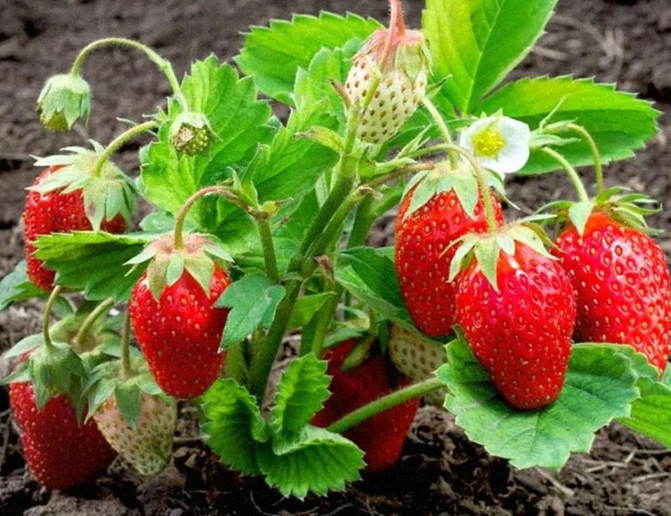 Декабрь: время для посадки ягод на рассаду