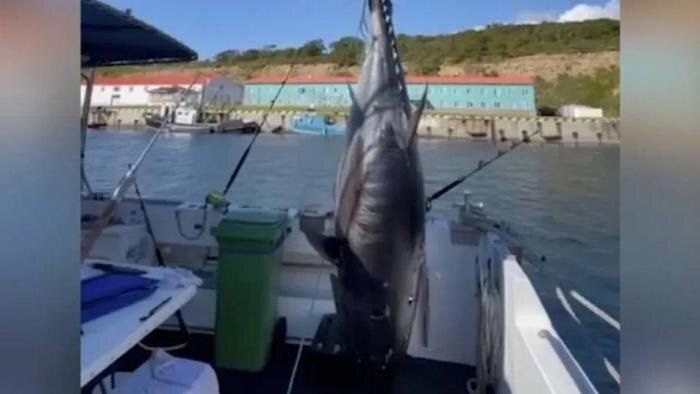 Курильские рыбаки выловили тунца, который может стоить как элитный коттедж