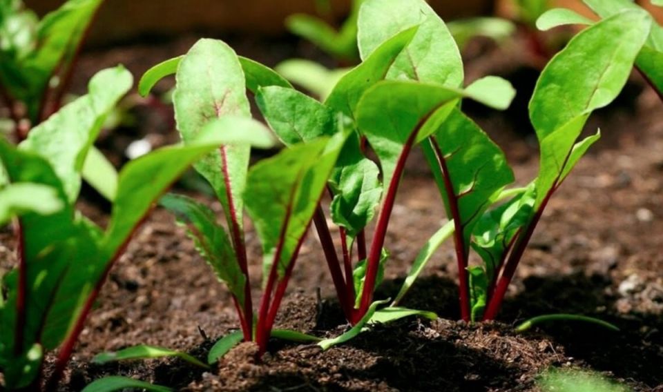 Как вырастить сладкую свёклу: 4 шага к идеальному урожаю