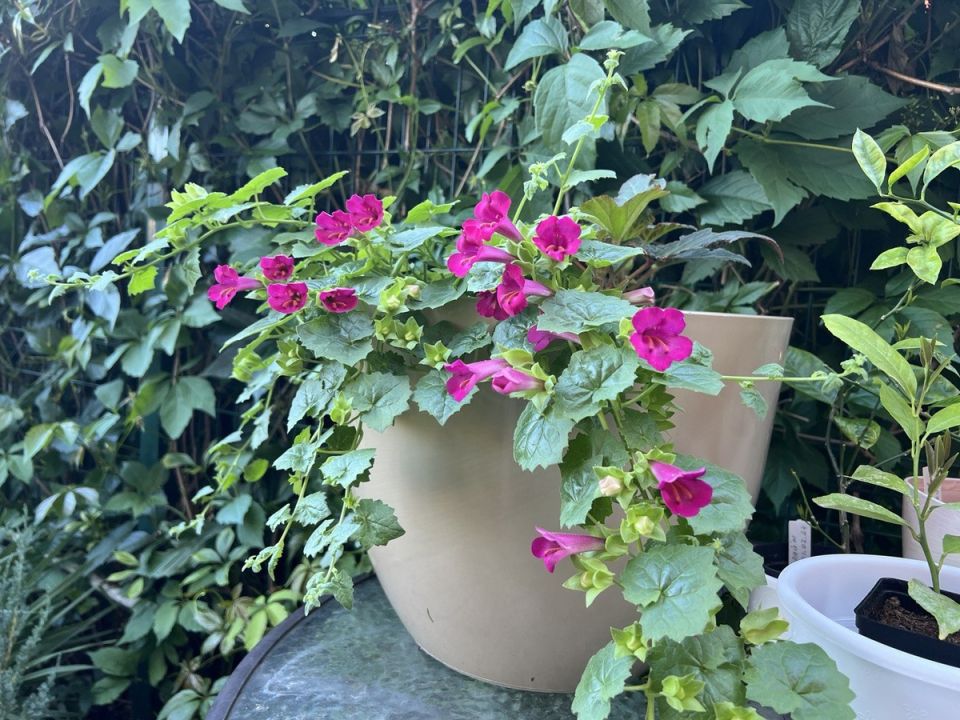 Лофос: ампельное растение, которое украсит ваш балкон