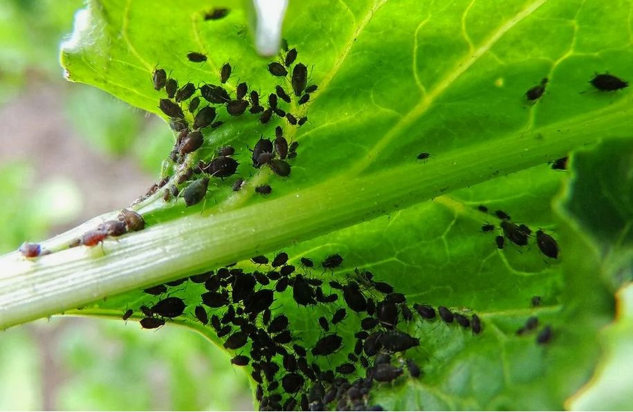 Эффективные методы борьбы с тлей: секреты успешных огородников