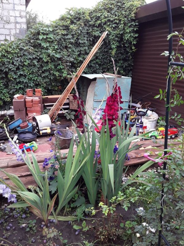 Как найти идеальное место для гладиолусов: опыт и советы по посадке