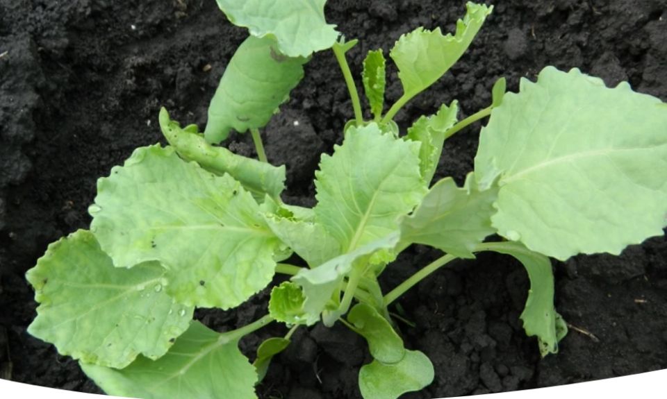 Как вырастить капусту без рассады
