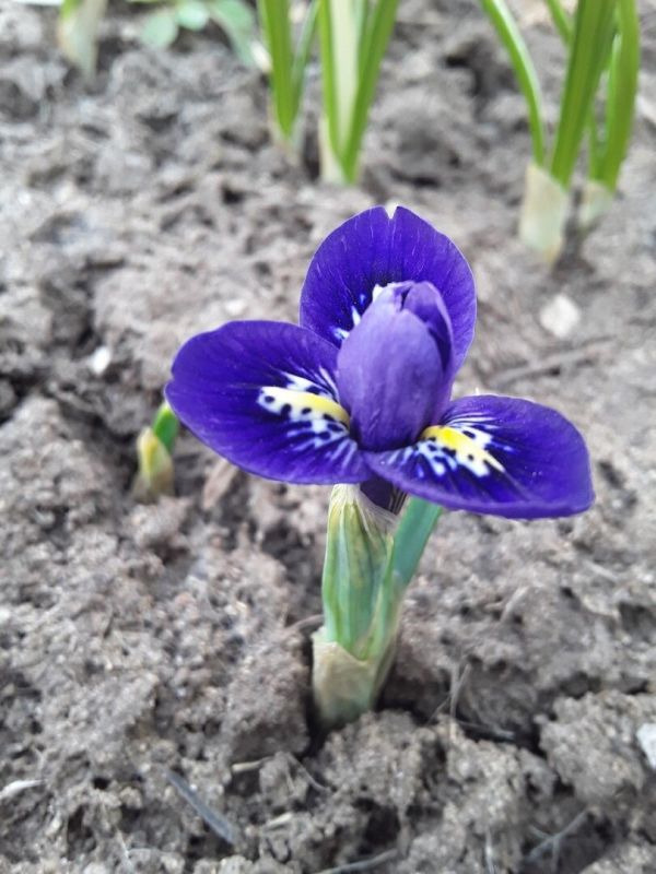 Садовые открытия: как природа вдохновляет на новые идеи