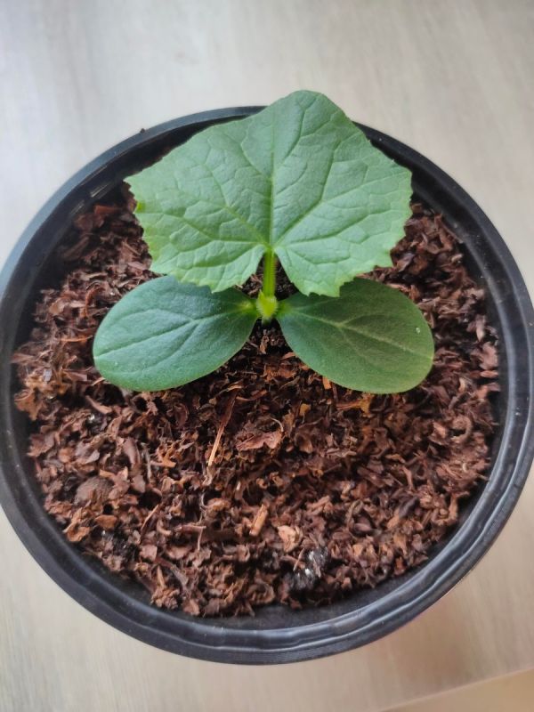 Как организовать второй этап удобрения для рассады огурцов: советы и рекомендации