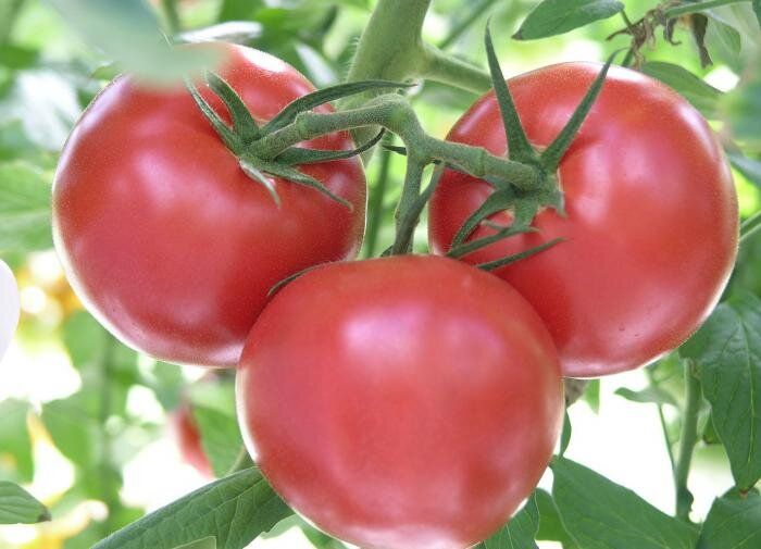 Помидоры, которые пора попробовать: самые вкусные сорта