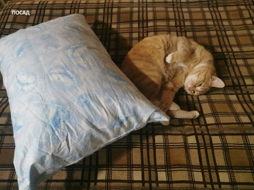 ��� ������������ ������� ������������� ���������� ������� � �������� ��������