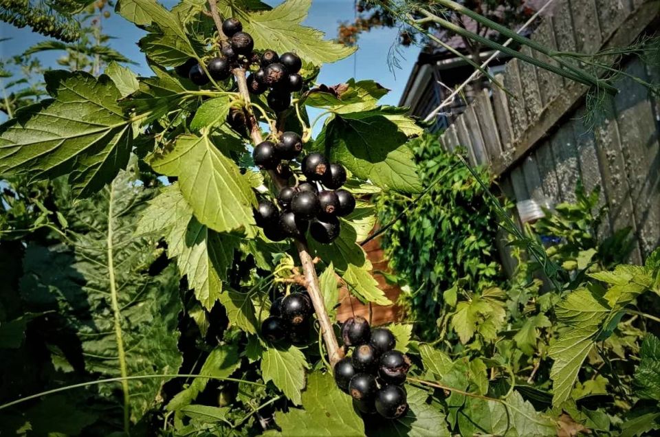 �������� ��� ������ ����: ��� ������ �� ����� � ����� ������