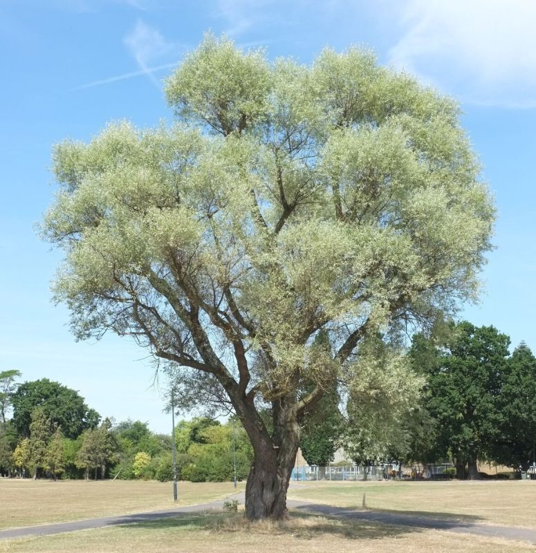 ��� �� �������: ��� ������� ��������� ���� ��� ������ ����