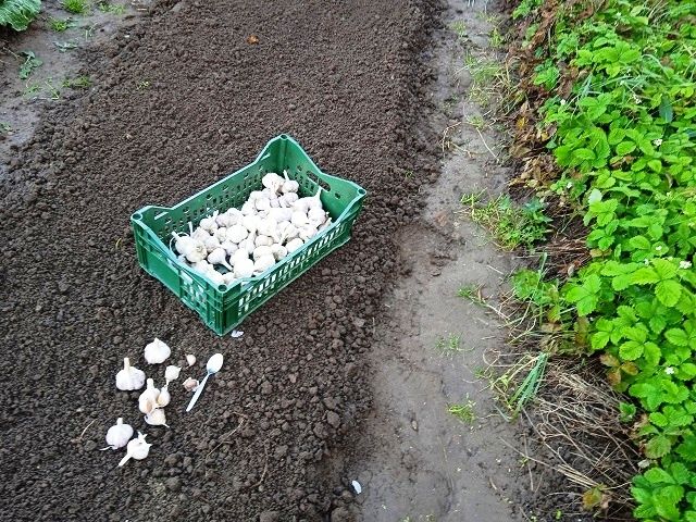 ��������� ����� ��� ������� ������� �������: ������ � ������������