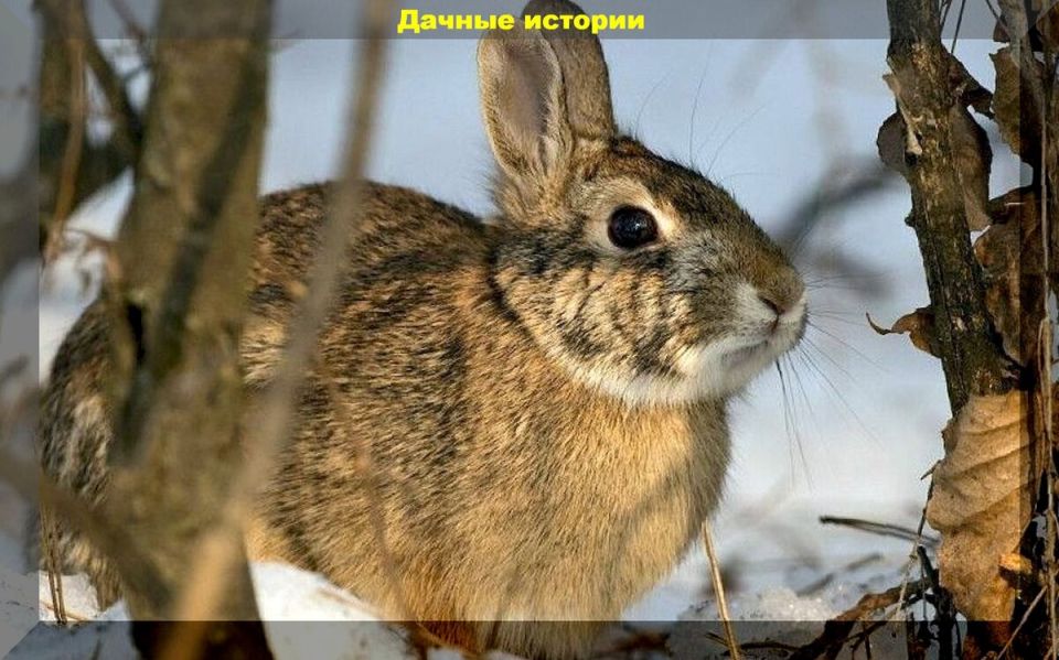 ������ ���� �� ������ ����������: ������ ��� ���������