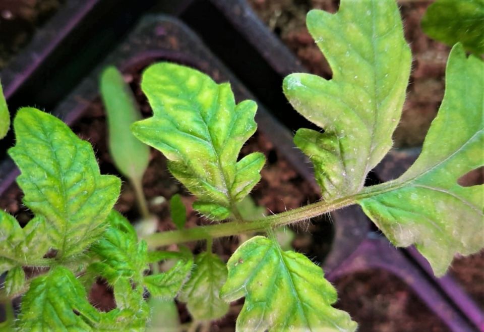 ������ �������: ���������, ������� ����� �������������