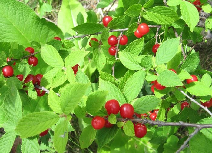 Как заботиться о войлочной вишне: секреты успешной пересадки