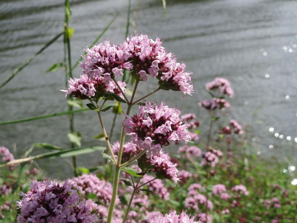 �������� ����� ����� � ���� ���: ��������� �������������� ��������