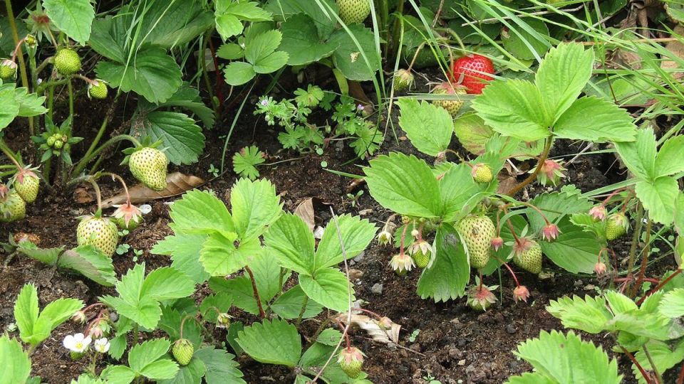 Как дрожжи помогают увеличить урожай клубники: секреты успешного сбора