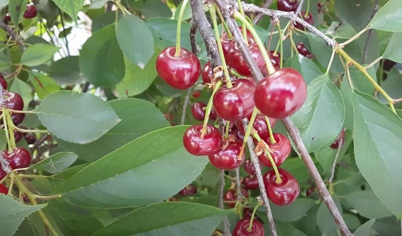 Вишня Шпанка: секреты успеха и богатого урожая в вашем саду