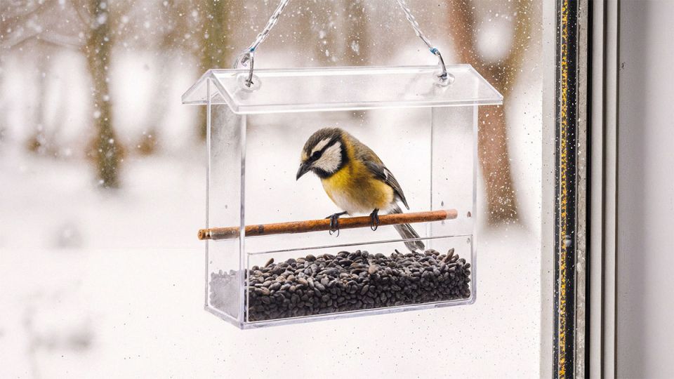 Секреты зимнего питания для синиц: как поддержать пернатых друзей