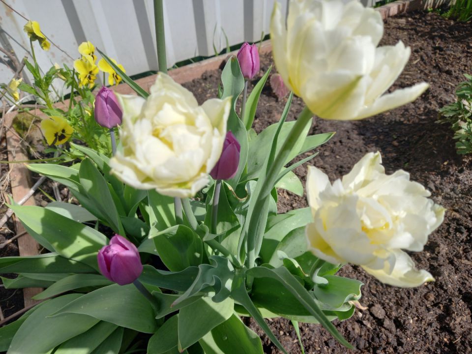 Как жители деревни делят земляные заботы: вёдра картошки и семейные традиции